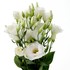 Bouquets Eustoma White 440397
