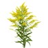solidago-goldenrod-plant-isolated-white-background-57415353