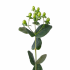 Bamboo-767x767 (1)