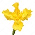 depositphotos 247527774-stock-photo-beautiful-yellow-iris-flower-isolated