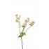 white-astrantia-2