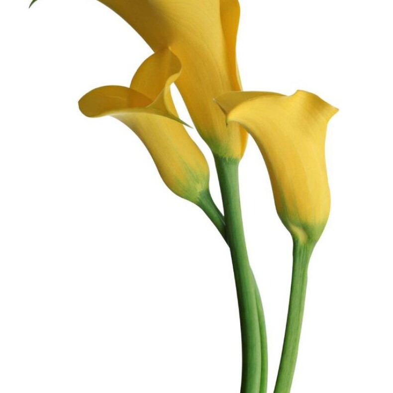 Калла
