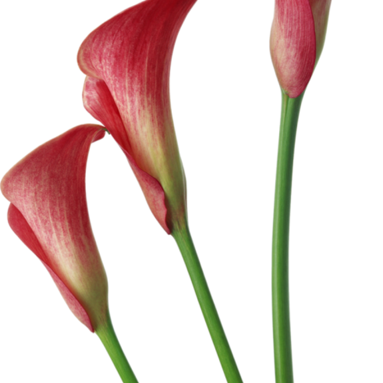 Калла